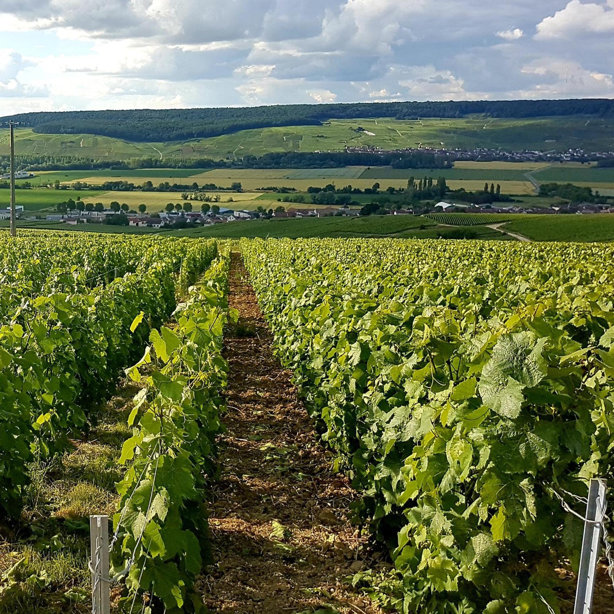איי-שמפני Le Cocon Appartement Proche Epernay Et Maisons De Champagne חדר תמונה